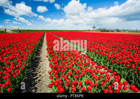 Felder von roten Tulpen umgeben die typische Windmühle Berkmeer Gemeinde Koggenland North Holland Niederlande Europa Stockfoto