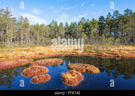 Wald See im Sumpf im Wald Stockfoto