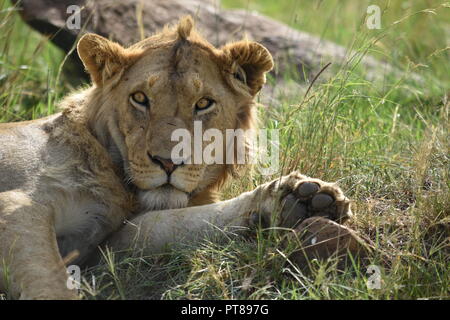 Junger männlicher Löwe entspannen in der Afrikanischen Savanne. In der Masai Mara in Kenia. Stockfoto