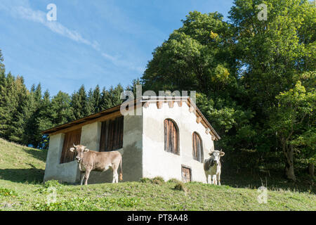 Altes Steinhaus in einem Fall Wald- und Berglandschaft in der Schweiz mit zwei Kühen im Vordergrund. Stockfoto