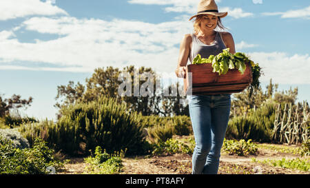 Gerne Frau Gärtner, die Kiste mit frisch geernteten Gemüse in das Feld ein. Frau, die in Ihrer Farm. Homegrown produzieren und nachhaltiges Leben c Stockfoto