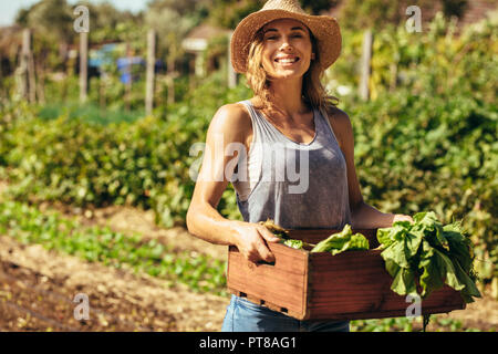 Porträt der schönen Frau Gärtner, die Kiste mit frisch geernteten Gemüse in Hof. Junge weibliche Bauer arbeiten im Feld. Stockfoto