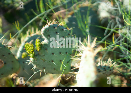 Cactus Blatt in der Form eines Herzens Stockfoto