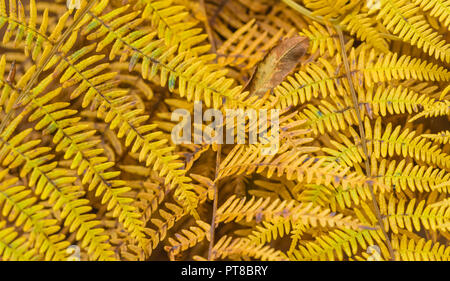 Bracken, golden, Gelb woodland Farne in Englisch Wald im Herbst oder Fallen. Nahaufnahme der Adlerfarn verlässt. Horizontale Stockfoto