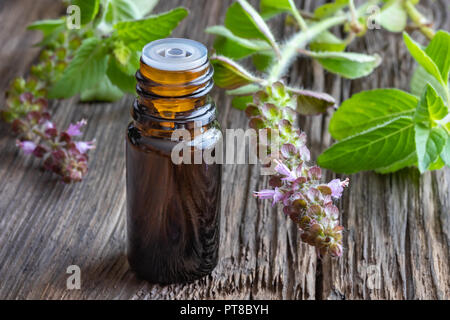 Eine dunkle Flasche ätherisches Öl mit frischen Tulsi, oder Heiliges Basilikum Stockfoto