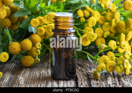 Eine Flasche gemeinsame Tansy ätherisches Öl mit frischen blühenden Tanacetum vulgare Stockfoto