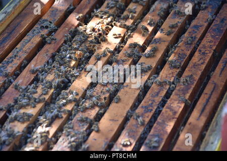 Honig Bienen gehalten in einem Biene-Box Stockfoto