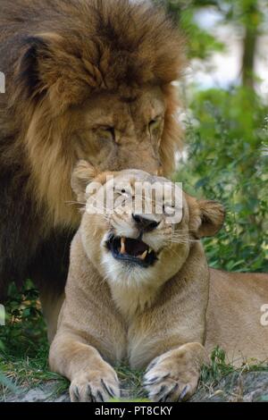 Löwe und lionness Stockfoto