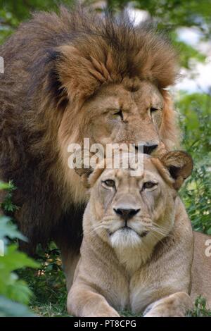 Löwe und lionness Stockfoto