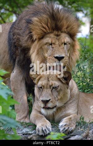 Löwe und lionness Stockfoto