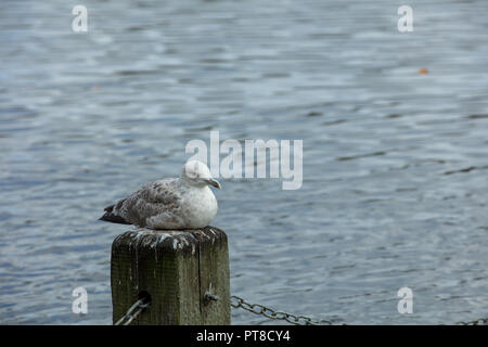 Serpetine See, Hyde Park, London, GB. Vogel ruht auf einem hölzernen Pfosten in der Nähe der Kante des Sees amüsant und die Aufklärung der Touristen und Besucher gleichermaßen. Stockfoto