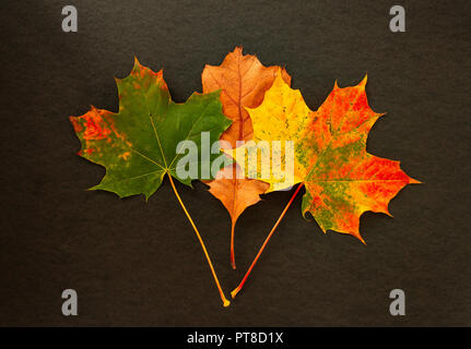 Bunte Blätter im Herbst auf schwarzem Hintergrund Stockfoto