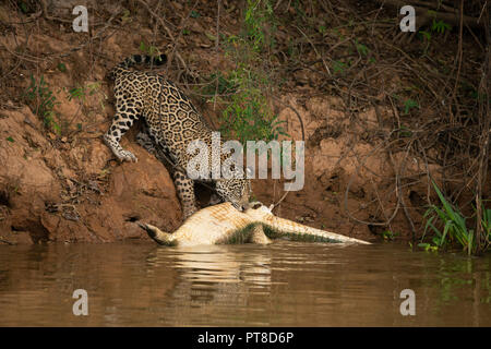 Eine wilde Jaguar ein kaiman Karkasse, Ziehen eines Flusses im Norden Pantanal, Brasilien Stockfoto