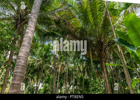 Bauernhof wachsenden Kokospalmen und areca - Betelnuss Bäume Stockfoto