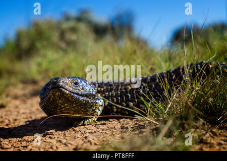 Schindel zurück Lizard (Tiliqua rugosa) auf Nullarbor Plain Western Australia Stockfoto