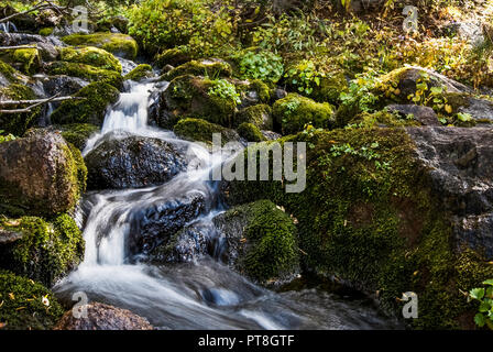 Ein kleiner Bach Kaskaden über mehrere bemoosten grünen Felsen mit anderen Pflanzen um ihn herum. Stockfoto