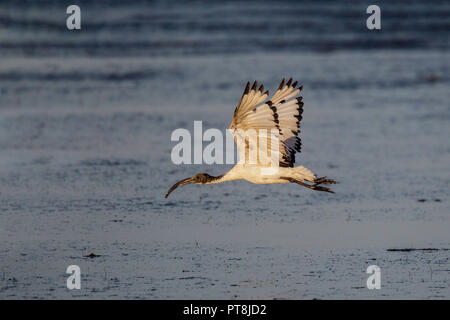 Afrikanische Heiliger Ibis Threskiornis aethiopicus West Coast National Park, Western Cape, Südafrika, 10. September 2018 Unreife im Flug. Thresk Stockfoto