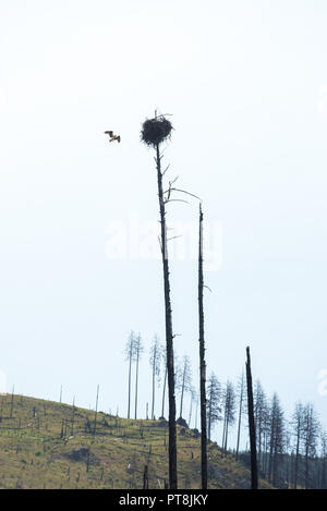 Osprey und Nest entlang der Selway River in Idaho Selway Bitterroot Wildnis. Stockfoto