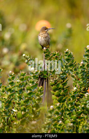 Cape Sugarbird Promerops cafer Harold Porter Botanischen Garten, Betty's Bay, Western Cape, Südafrika 3 September 2018 erwachsenen männlichen Promero Stockfoto