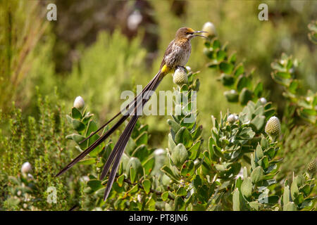 Cape Sugarbird Promerops cafer Harold Porter Botanischen Garten, Betty's Bay, Western Cape, Südafrika 3 September 2018 erwachsenen männlichen Promero Stockfoto