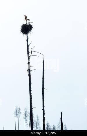 Osprey und Nest entlang der Selway River in Idaho Selway Bitterroot Wildnis. Stockfoto