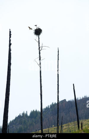 Osprey bringen einen Fisch zu sein Nest entlang der Selway River in Idaho Selway Bitterroot Wildnis. Stockfoto