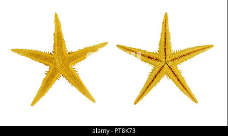 Zwei gelbe Sea Star, auf weißem Hintergrund. Stockfoto
