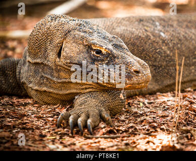 Geführte Exkursion im Komodo Nationalpark auf Loh Liang, Sunda Inseln, Indonesien Stockfoto