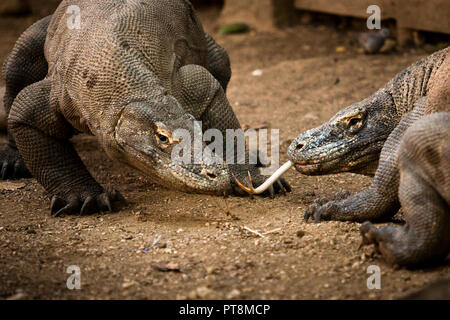 Komodo-Drachen bestimmen ihre Rangfolge im Kampf Stockfoto