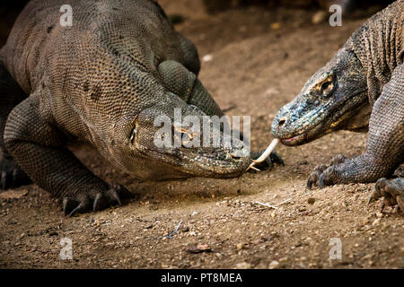 Komodo-Drachen bestimmen ihre Rangfolge im Kampf Stockfoto