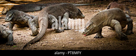 Komodo-Drachen bestimmen ihre Rangfolge im Kampf Stockfoto