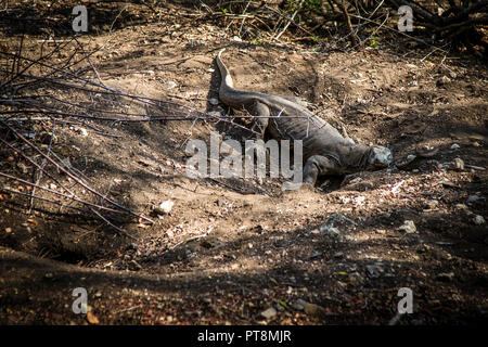 Komodo Drachen in einer Höhle im Boden, Sunda Inseln, Indonesien Stockfoto