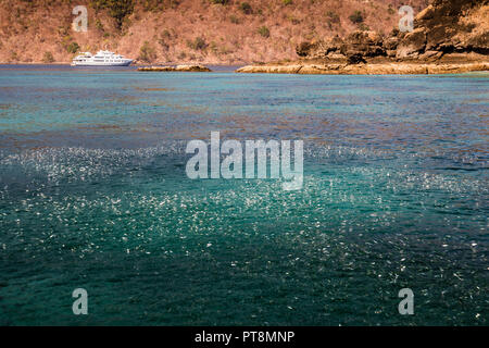 Sardellen springen massenweise aus dem Wasser, was auf das Vorhandensein von Raubfischen hinweist Stockfoto