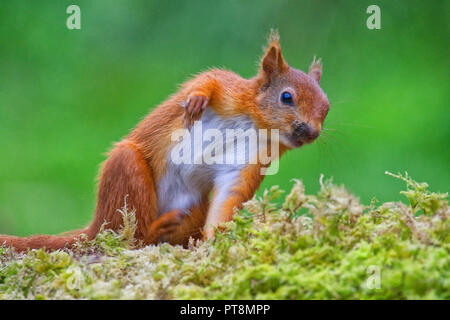 Eichhörnchen Stockfoto