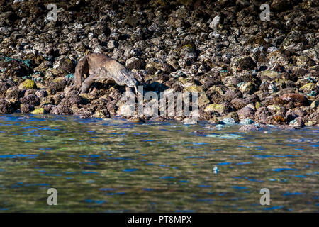 Komodo-Drachen sind bedrohte Tierarten. Sie sind oft in Gruppen an den Ständen auf den Komodo-Inseln zu finden Stockfoto