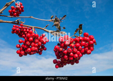 Vogelbeeren auf Eberesche, Eberesche, gegen den blauen Himmel. Stockfoto