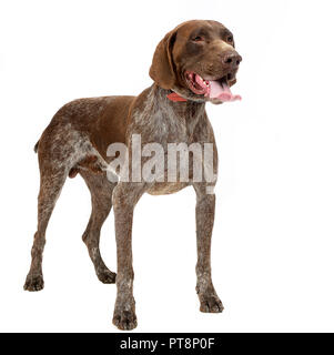 Kurzes Haar Deutsch Kurzhaar im Studio Stockfoto