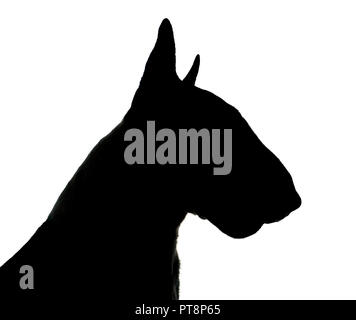 Bull Terrier Silhouette in einem weißen Photo Studio Stockfoto
