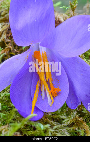 Würziges Safran Staubgefäßen und Stößel in einem einzigen oder Safran Crocus sativus Blume auf grünem Moos Stockfoto