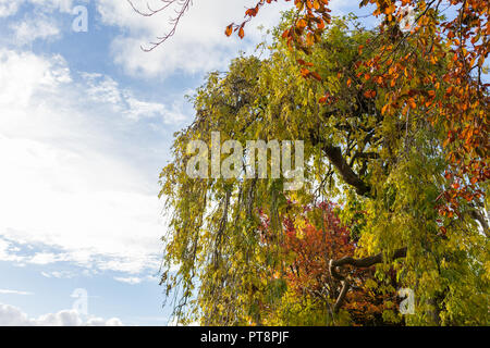 Bunte (Rot, Gelb, Grün, Orange, Braun) Blätter und Äste vor blauem Himmel Stockfoto