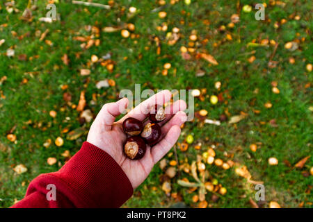 Männliche Hand vier Kastanien Stockfoto