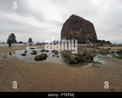 Die Menschen genießen die tidepools um Haystack Rock auf Cannon Beach, Oregon, bei extremer Ebbe an einem bewölkten Tag. Stockfoto