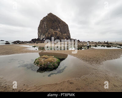 Die Menschen genießen die tidepools um Haystack Rock auf Cannon Beach, Oregon, bei extremer Ebbe an einem bewölkten Tag. Stockfoto