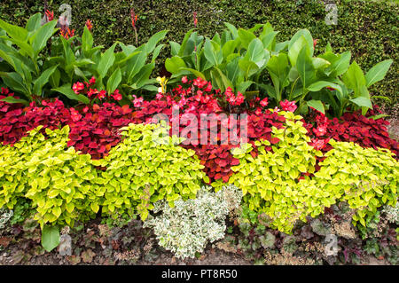 Blume am Straßenrand Grenze mit Heuchera Coleus Begonia semperflorens und Canna. Stockfoto