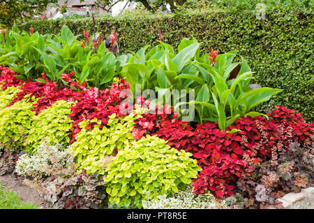 Blume am Straßenrand Grenze mit Heuchera Coleus Begonia semperflorens und Canna. Stockfoto