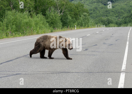 Hungrig Kamtschatkas Braunbären Spaziergänge entlang eine asphaltierte Straße. Eurasien, Russischen Fernen Osten, Halbinsel Kamtschatka. Stockfoto