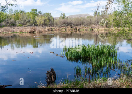 See in Yakima Sportsman State Park, Yakima, Washington Stockfoto