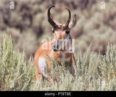 Portrait der männlichen Pronghorn Stockfoto