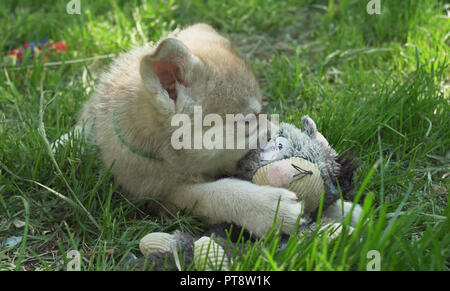 Schön amüsante Hundewelpen der Saarloos wolfhound auf der grünen Wiese im Park Stockfoto