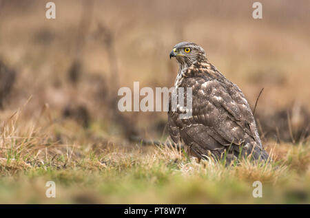 Junge nördlichen Habicht (Accipiter gentilis) Stockfoto